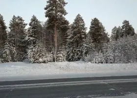 В ямальском городе ради нового торгового центра могут вырубить лес
