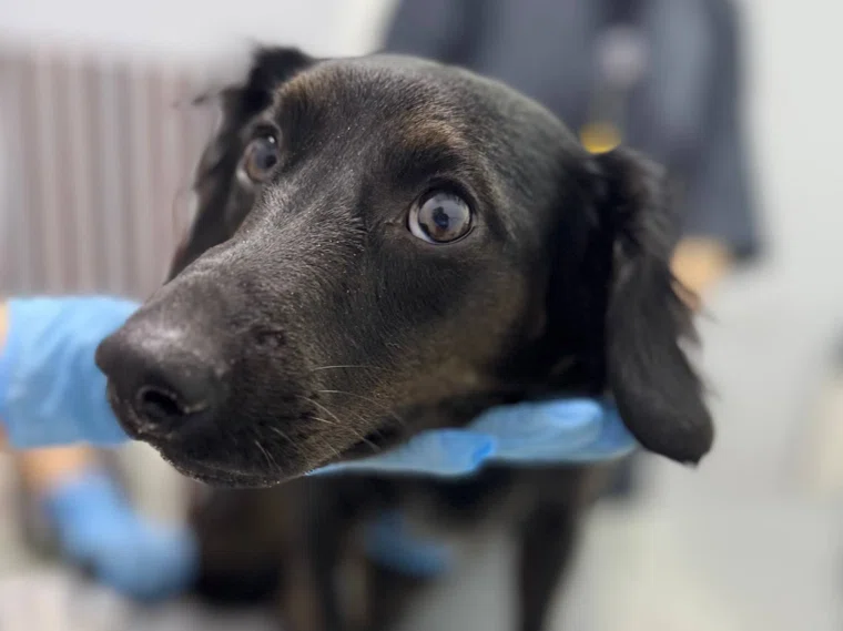 У обоих псов переломы