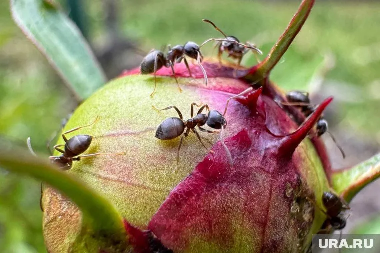 Муравьи на даче могут приносить как пользу, так и вред - вопрос в количестве