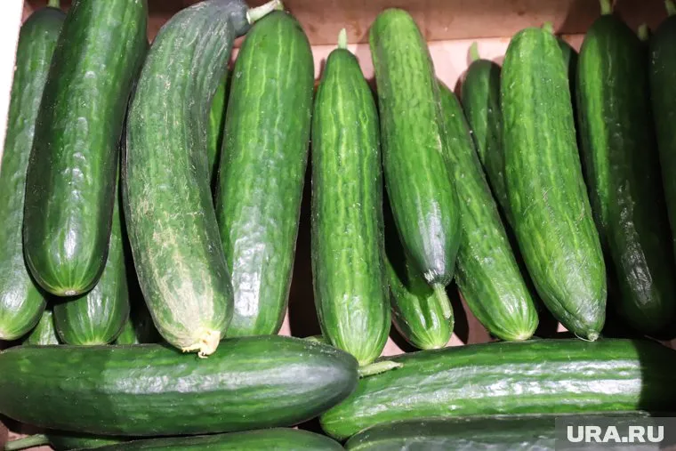 Огурцы прибавили в цене почти на 11%