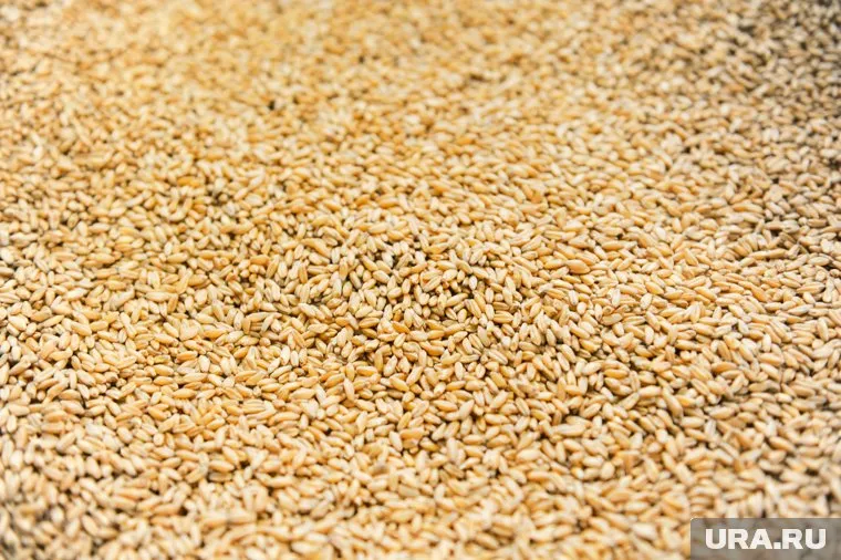 РФ приостановила поставки пшеницы в Сирию из-за задержек с оплатой