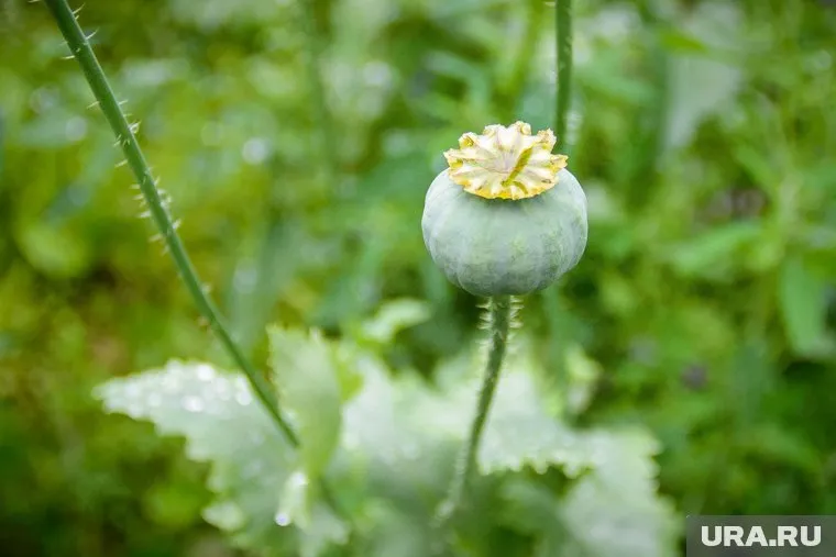 Ветеран труда ждал, когда растение созреет