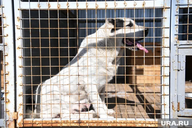 Сейчас в центре находится 160 собак, которые вскоре могут оказаться на улице