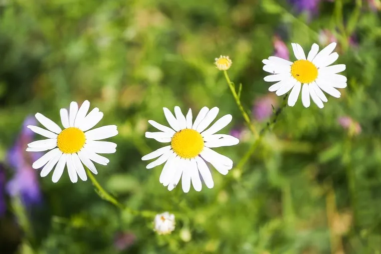 Полевые цветы. Тюмень