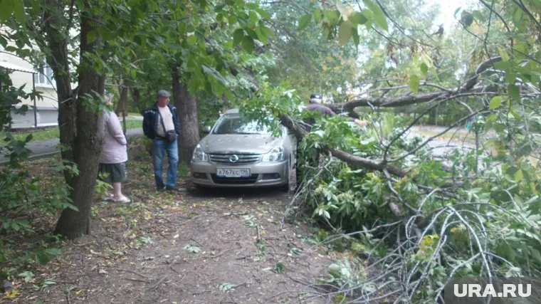 Дерево раздавило машину на улице Агрономической
