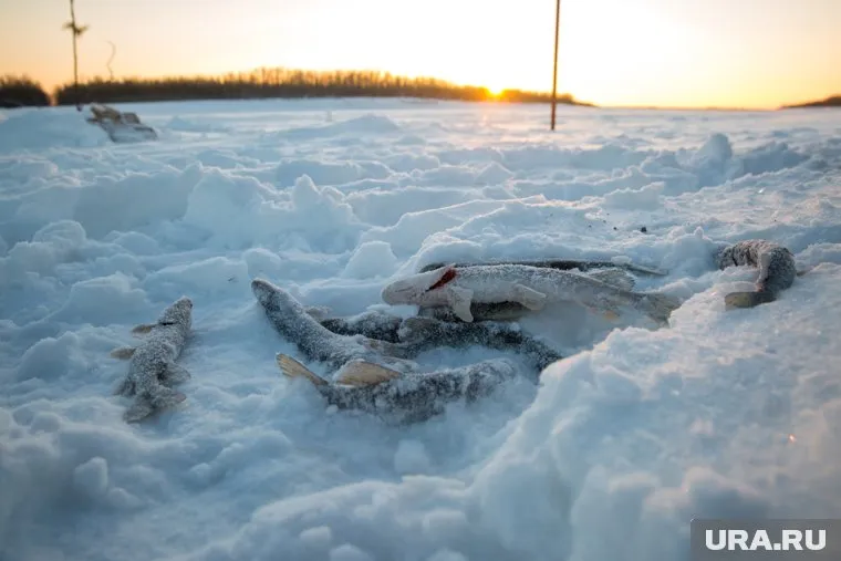 Житель Кургана рассказал о крупном улове