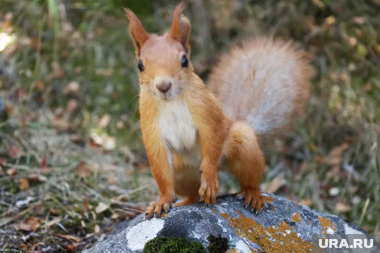 Вандалами, повредившими сетку веревочного городка стали белки