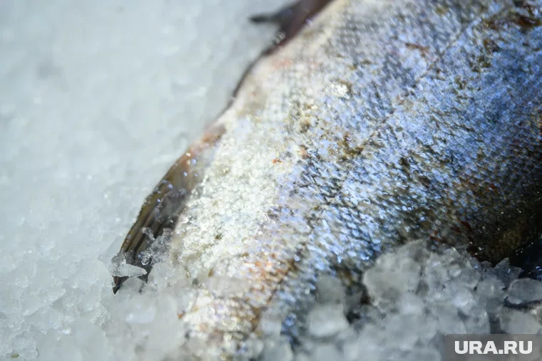 Рыбу вернули отправителю