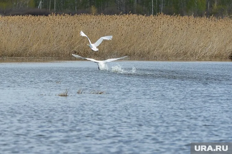 Ученые нашли в бассейне реки Индигирка шесть гнезд стерхов и изъяли оттуда по одному яйцу