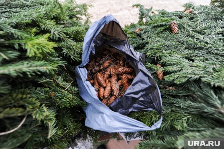 Елки можно приобрести у частных компаний