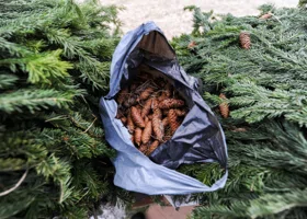 Сколько стоит купить живую елку в Тюмени 