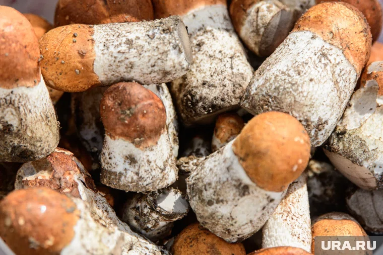 Срочная новость , заглушка, ура ру, Срочная новость