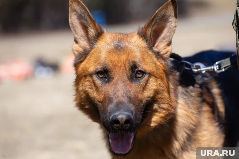 «Джигит» спас российского бойца от пули снайпера ВСУ