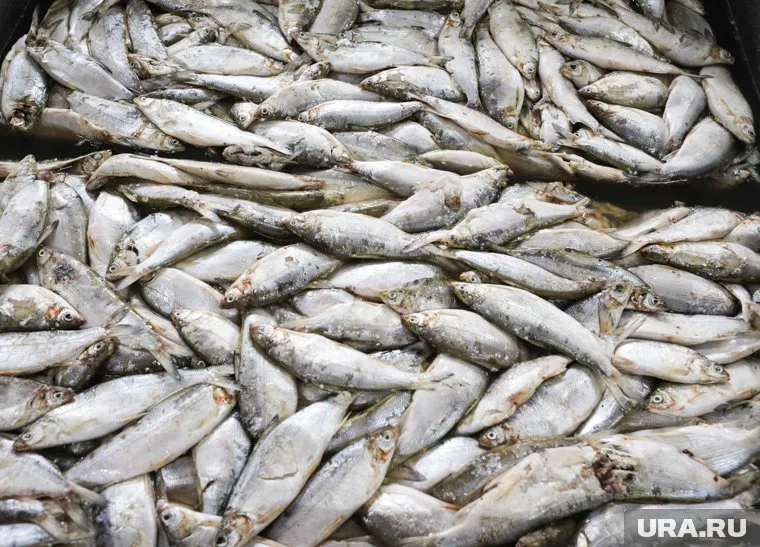 Пелядь в озере под Курганом погибла из-за длительной жары