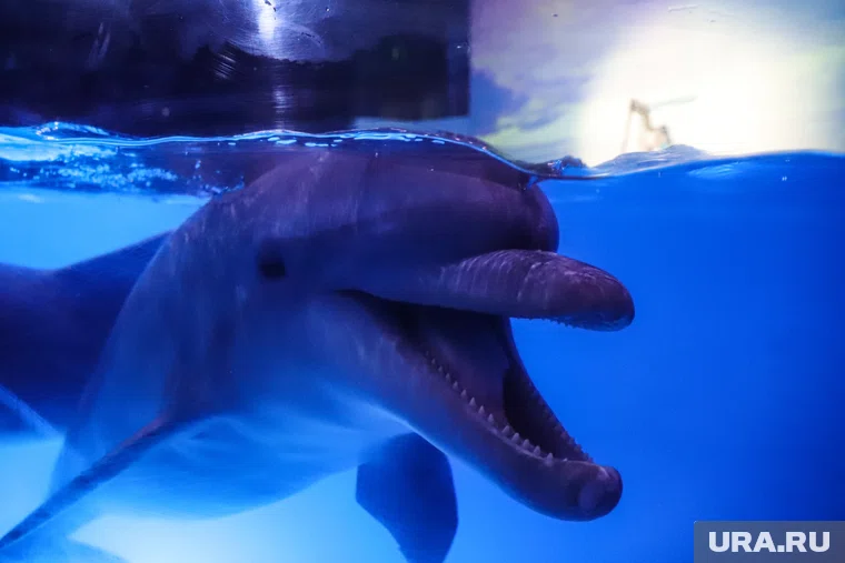 В Ейске Краснодарского края произошел пожар на территории дельфинария