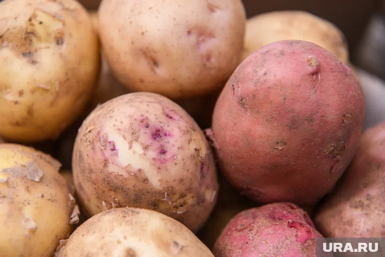 В начале октября картошка в регионе подешевела