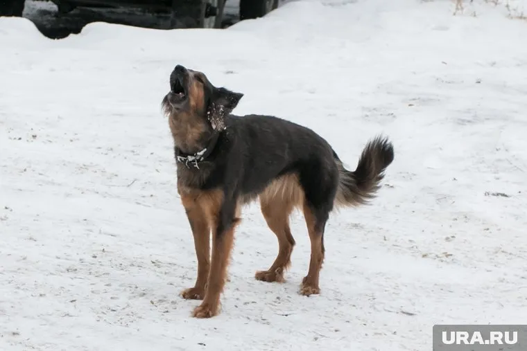 Приют появится в Мужах через год