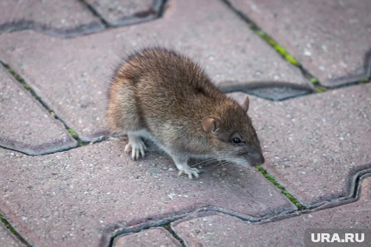Обрабатывать помещения от насекомых и грызунов необходимо ежемесячно