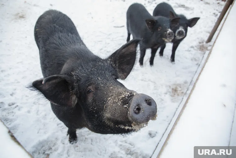 Свиньи продолжают свободно разгуливать по городу