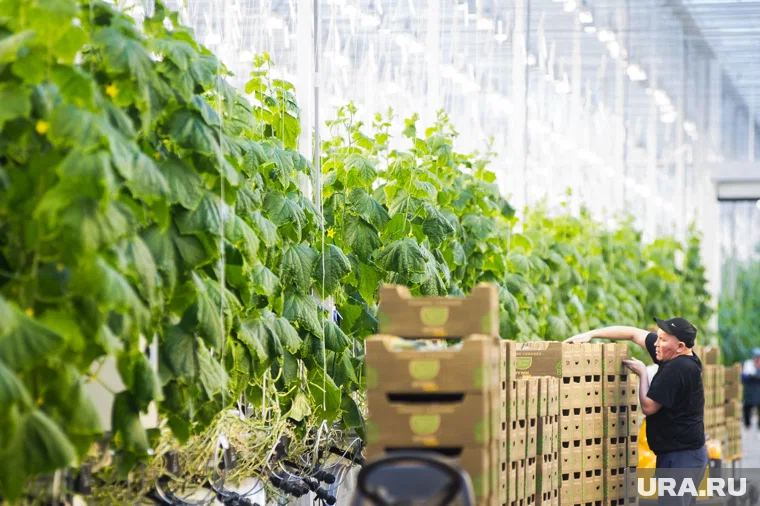 Ограничения на вывоз минеральных удобрений будут действовать с 1 декабря 2025-го по 31 мая 2026 года