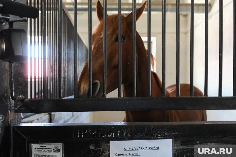 Михаил Пучковский пересел на Ракету из-за роста цен на бензин