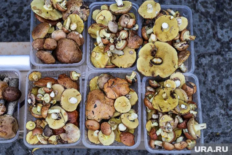 В Курганской области появилось много грибов после дождей