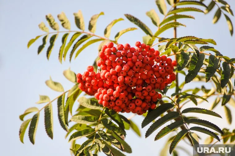 Цветение рябины заметили в Саткинском районе (архивное фото)