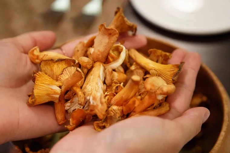 Презентация нового меню ресторана Monk - блюда с лисичками. Екатеринбург