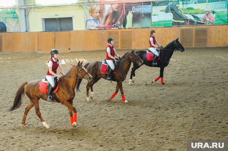 Челябинские силовики задержали двух тренеров конной школы