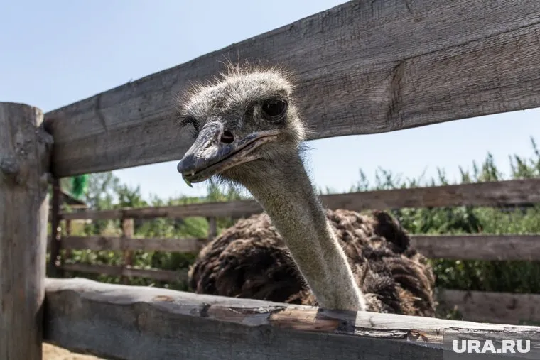 Страс не был готов к выпавшим на его долю испытаниям