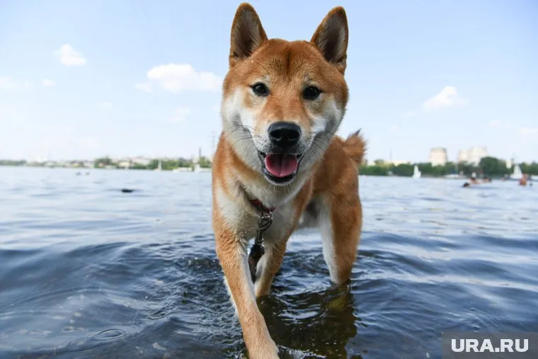 На собак лучше не надевать намордник в жару
