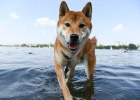 Ветеринары назвали смертельную опасность для животных в жару