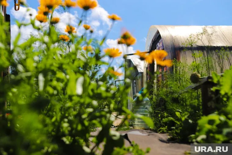 До середины мая на даче нужно высадить многолетние цветы