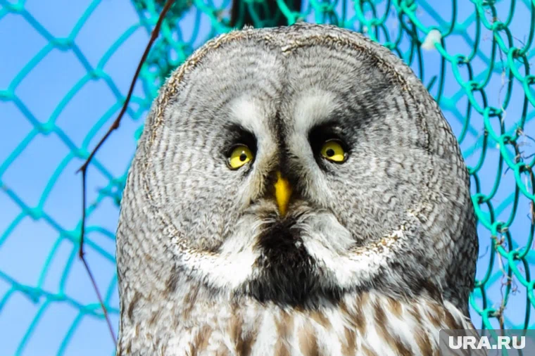 В Кургане на дороге заметили раненую сову (архивное фото)