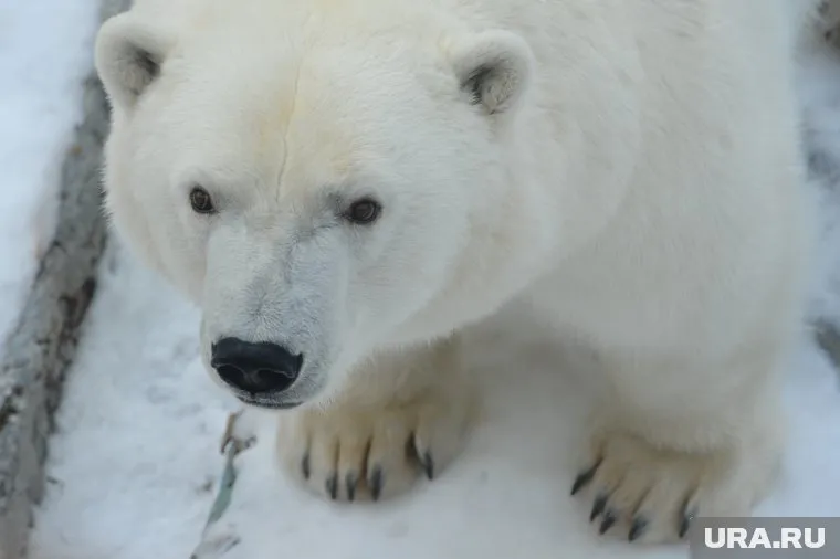 Медведица все-таки действительно жива