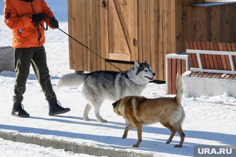 Виновного владельца домашнего животного хотят наказывать лишением свободы на срок до трех лет