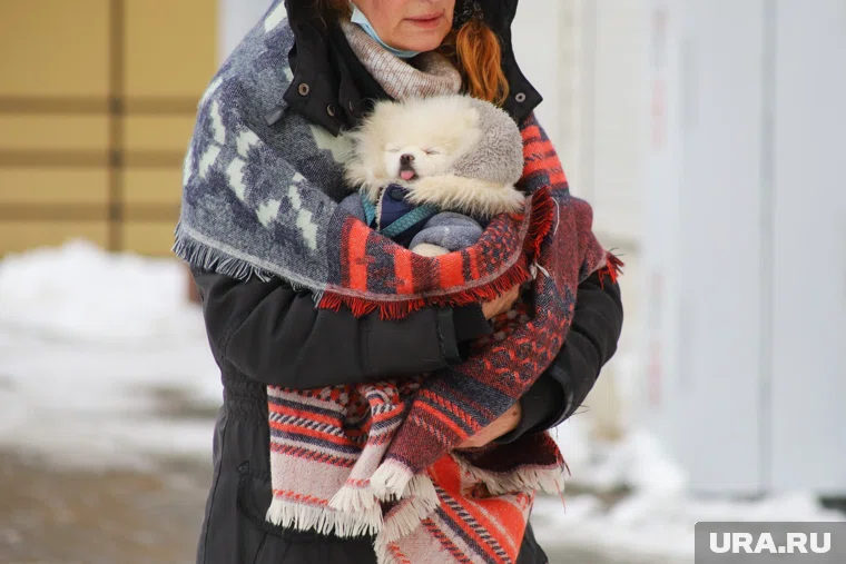 В морозы нужно сокращать время выгула собак