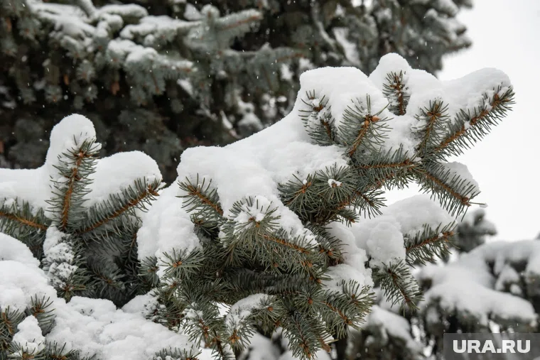 Деревья падают из-за налипания мокрого снега