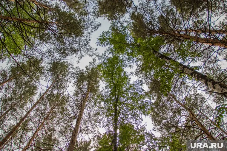 Местные жители готовы грудью встать на защиту заповедного леса