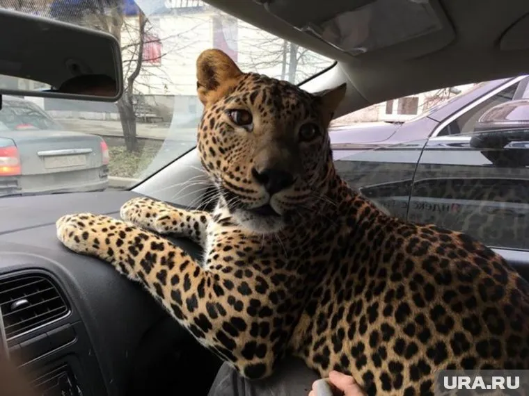 Большая кошка вела себя смирно в машине