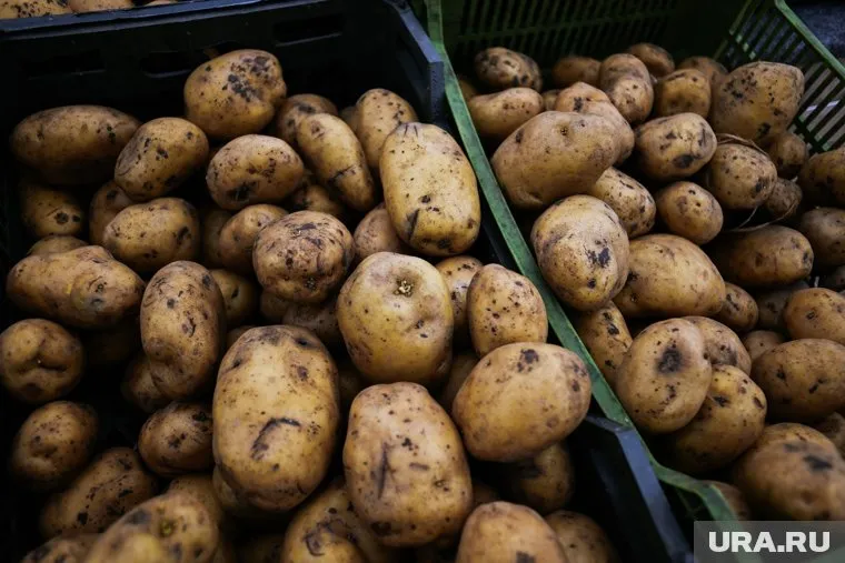 Урожай картофеля в Тюменской области стабильно высокий на протяжении нескольких последних лет