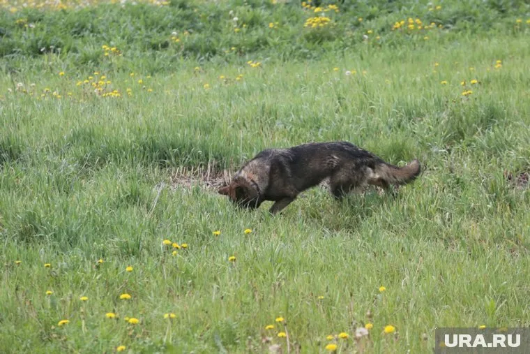 В том же районе были обнаружены детские следы