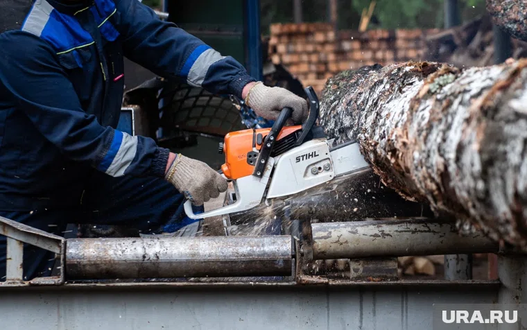 Курганцу вынесли приговор за рубку берез в городе Петухово