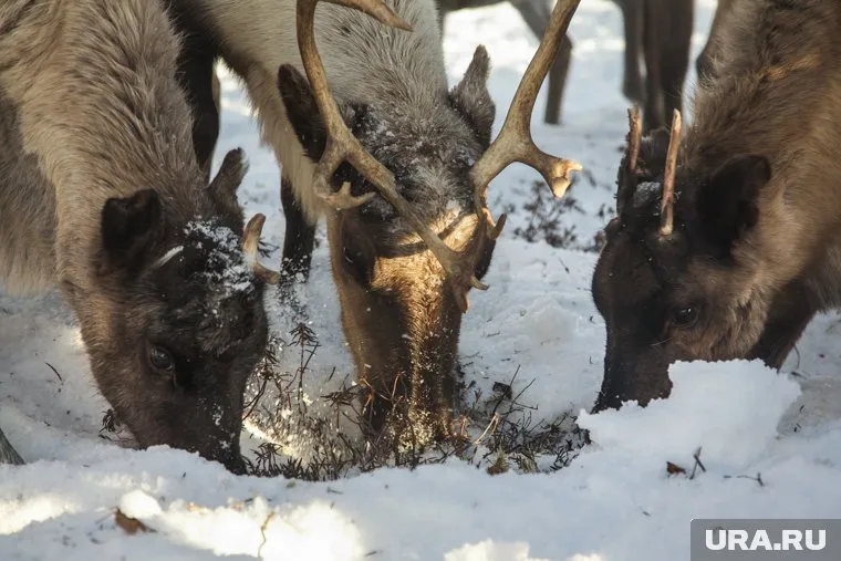 Олений мох является основным кормом для северных парнокопытных