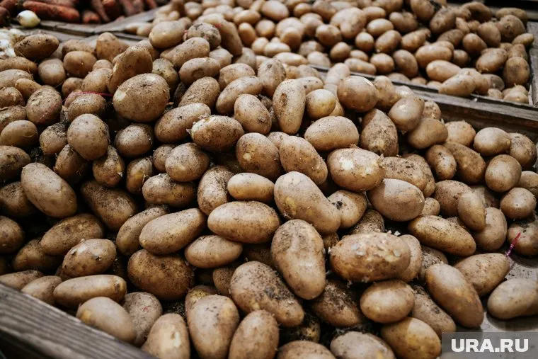 В Тюменской области собрали 392 тонны картофеля