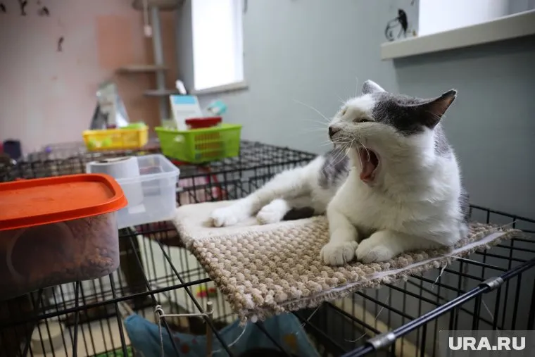 Сложные операции исчезнут, заявил Михаил Шеляков