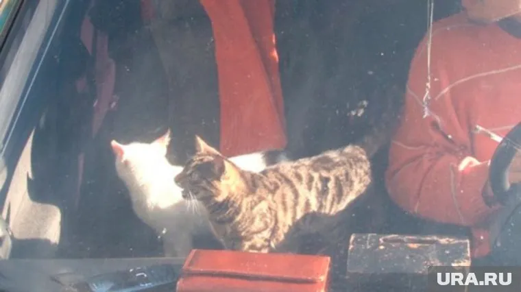 История спасения челябинских котов заинтересовала "Первый канал"