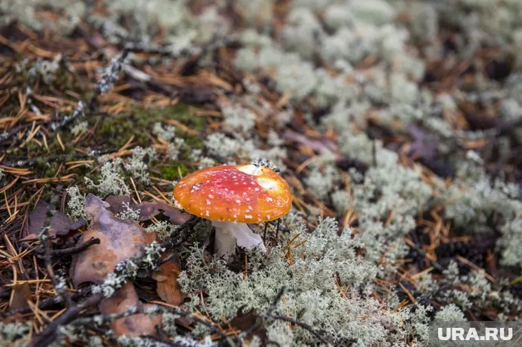 Грибы стали причиной нестабильного состояния мужчины