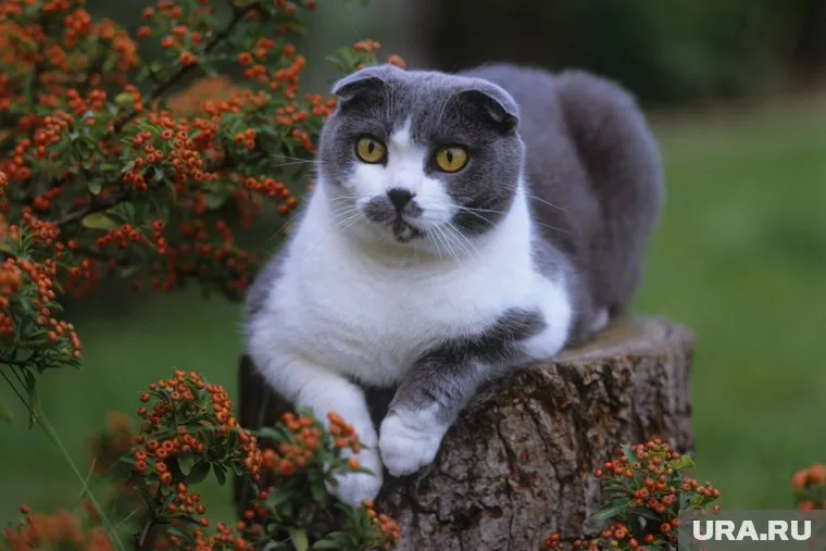 Первая вислоухая шотландская кошка появилась в 1961 году
