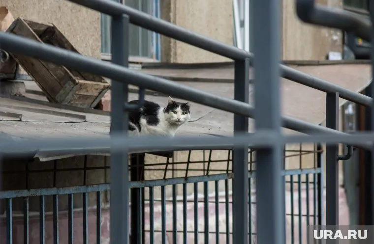 Живодеры искалечили домашнее животное (архивное фото)